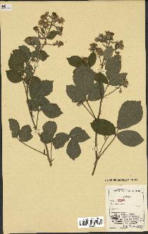 spécimen de Rubus sp.