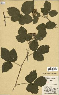 spécimen de Rubus sp.