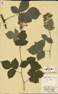 spécimen de Rubus sp.