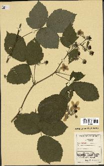 spécimen de Rubus sp.