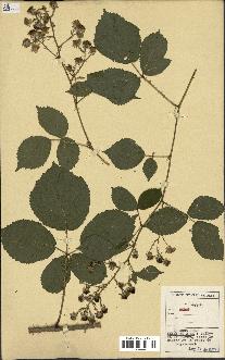 spécimen de Rubus sp.