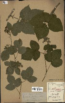 spécimen de Rubus caesius x nitidus