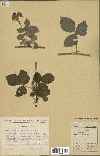 spécimen de Rubus caesius x nitidus