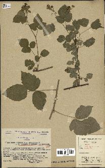 spécimen de Rubus caesius x nitidus