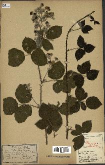 spécimen de Rubus caesius x villicaulis