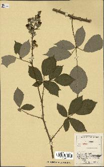 spécimen de Rubus sp.
