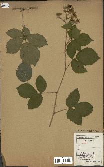 spécimen de Rubus sp.