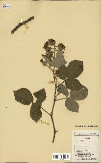 spécimen de Rubus sp.