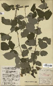 spécimen de Rubus ulmifolius