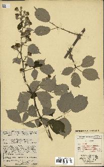 spécimen de Rubus ulmifolius