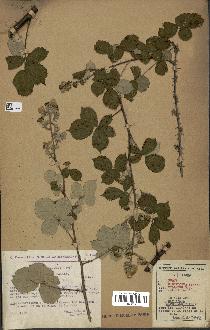 spécimen de Rubus ulmifolius