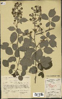 spécimen de Rubus ulmifolius