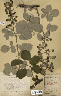 spécimen de Rubus ulmifolius