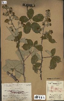 spécimen de Rubus ulmifolius