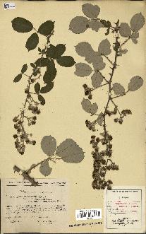 spécimen de Rubus ulmifolius