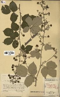 spécimen de Rubus ulmifolius