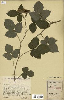 spécimen de Rubus caesius x vestitus