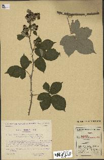 spécimen de Rubus caesius x ulmifolius