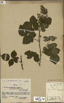 spécimen de Rubus caesius x ulmifolius