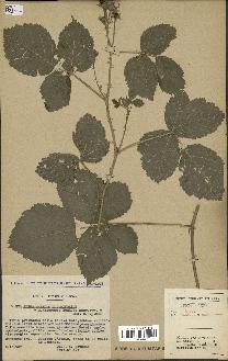 spécimen de Rubus caesius x ulmifolius