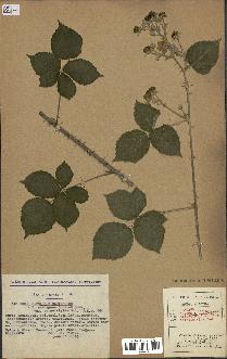 spécimen de Rubus caesius x ulmifolius