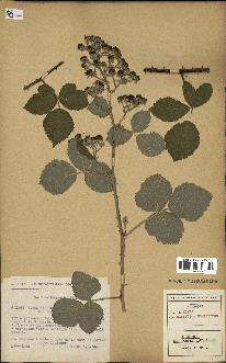 spécimen de Rubus caesius x ulmifolius