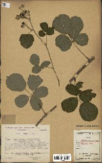 spécimen de Rubus caesius x ulmifolius