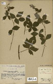 spécimen de Rubus caesius x tomentosus