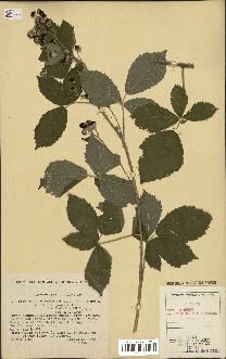 spécimen de Rubus caesius x tomentosus