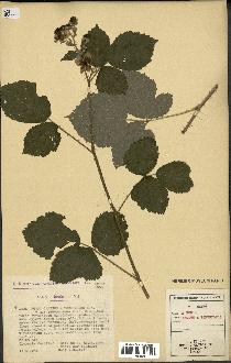 spécimen de Rubus caesius x tomentosus