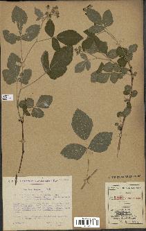 spécimen de Rubus caesius x tomentosus