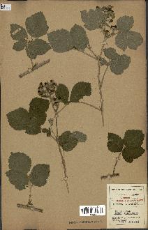 spécimen de Rubus caesius x tomentosus