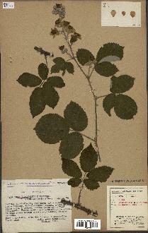 spécimen de Rubus ulmifolius x vestitus