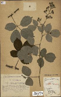 spécimen de Rubus ulmifolius x vestitus