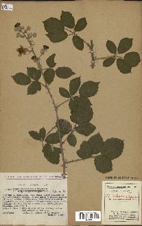 spécimen de Rubus ulmifolius x vestitus