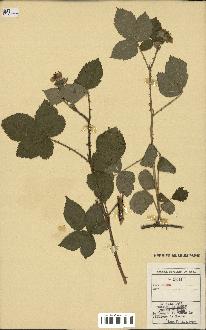 spécimen de Rubus sp.