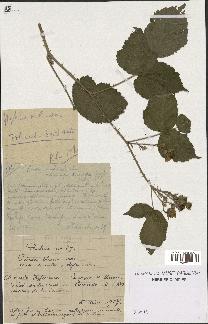 spécimen de Rubus caesius x ulmifolius