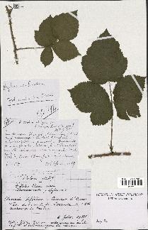 spécimen de Rubus caesius x ulmifolius