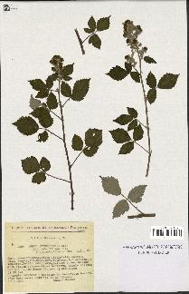 spécimen de Rubus arduennensis