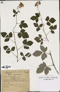 spécimen de Rubus tomentosus