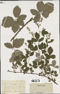 spécimen de Rubus tomentosus