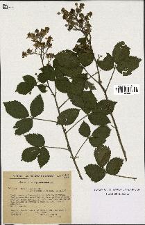 spécimen de Rubus radula