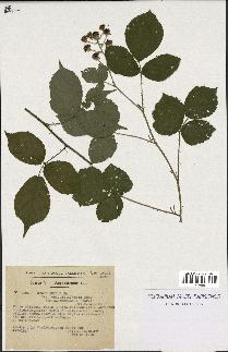 spécimen de Rubus fuscus