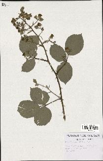 spécimen de Rubus bifrons
