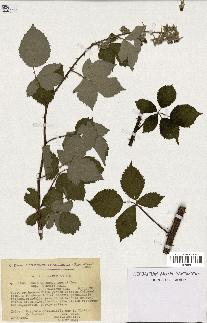 spécimen de Rubus godronii