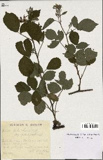 spécimen de Rubus obscurus