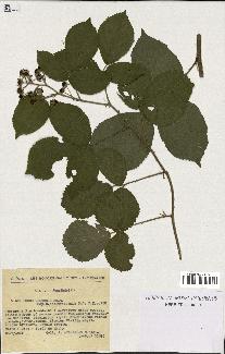 spécimen de Rubus obscurus