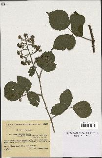 spécimen de Rubus obscurus