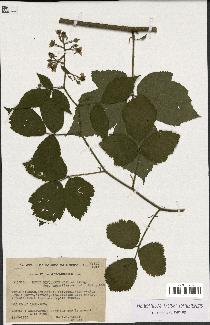 spécimen de Rubus rivularis