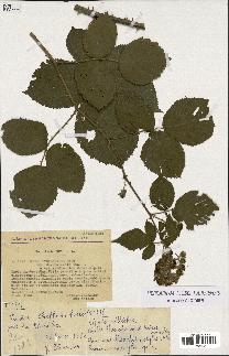 spécimen de Rubus pyramidalis